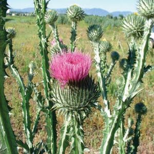Photo of scotch thistle plant with pint flower head