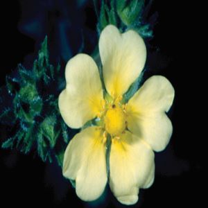 Photo of Sulfur cinquefoil plant with yellow flower