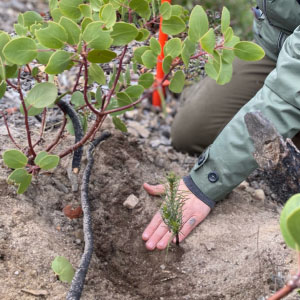 A close-up photo of a young person's hand planting a tree seedling in the forest.