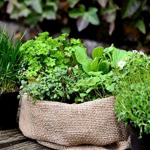 basket of herbs