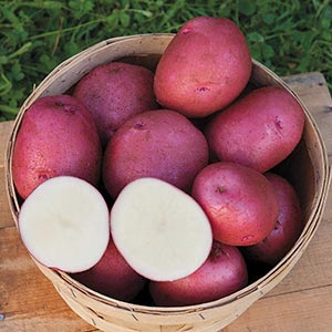 chieftain potato