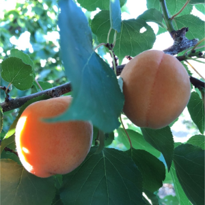 Apricots ripening at the Research Orchard in North Las Vegas, NV.