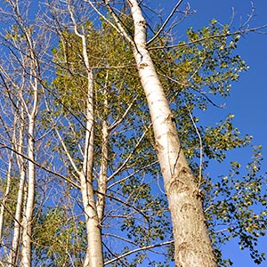 white poplar tree