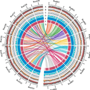 Chromosomal features of the B. carinata Gomenzer genome assembly