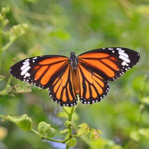 Monarch butterfly perched on a plant stem