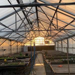 sunrise through greenhouse