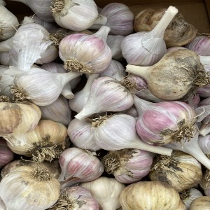 Loose garlic