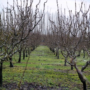 Dormant Orchard