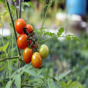 Tomatoes growing on vine