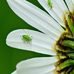 Aphid insects on flower petal
