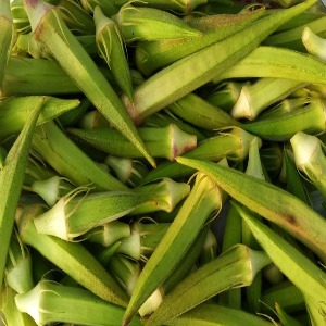 Pile of harvested okra