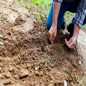 A man planting seeds in soil