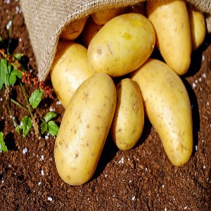 Sack of potatoes on soil