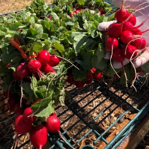 Red radishes harvested