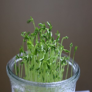 micro green sprouts