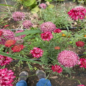 Scabiosa Flower in greenhouse
