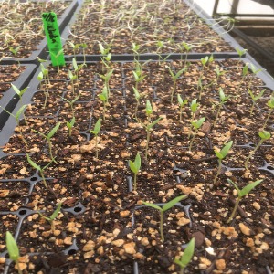 Seed sprouts in trays