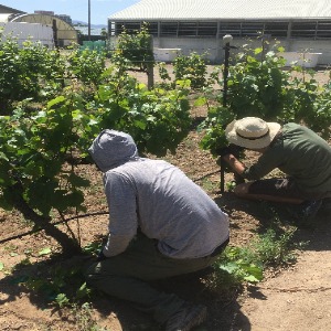 Persons working on grapevines
