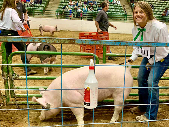 4-H girl posing with her pig at a livestock show.