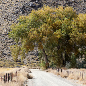 Road and fall trees at Walker River State Recreation Area