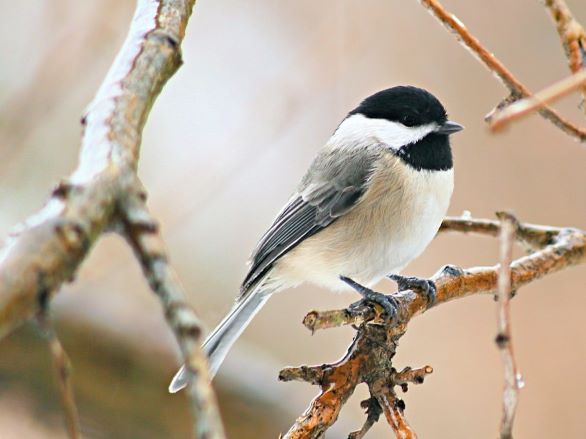 A chickadee on a tree branch in winter