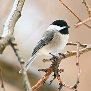 A chickadee on a tree branch in winter