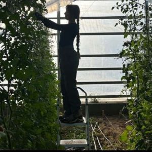 student trellising tomatoes