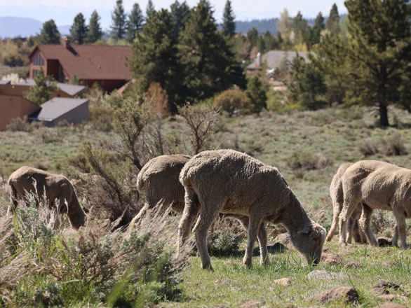 Photo of a group of sheep grazing in an open area near homes