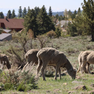 Photo of a group of sheep grazing in an open area near homes