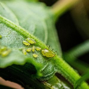 a group on aphids on a leaf