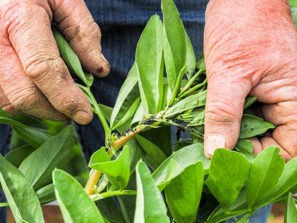 A farmer showing a case of aphid infestation in alfalfa
