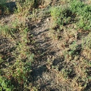 Weak and thin alfalfa stand