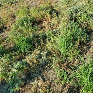 Weak and thin alfalfa stand