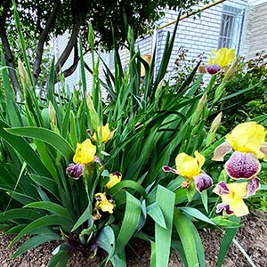 yellow iris in garden