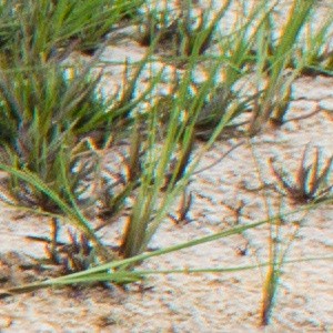 Salt on soil surface