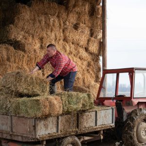 A farmer loading hay bales on a truck