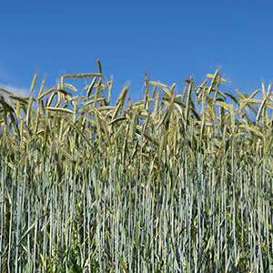 triticale
