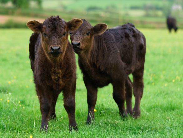 two calves in a field