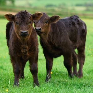 two calves in a field