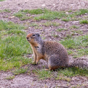 Image of a pocket gopher