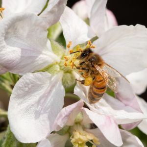 A bee pollinating apple flowers