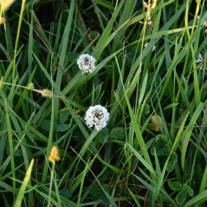 White Clover in Grass