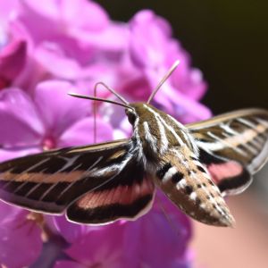 Una esfinge rayada bebiendo de una flor púrpura.