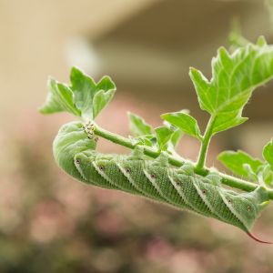 Una gran oruga verde cuelga boca abajo de una hoja.