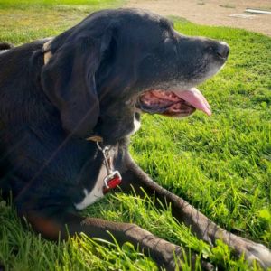 a large black dog lays panting on a grassy lawn