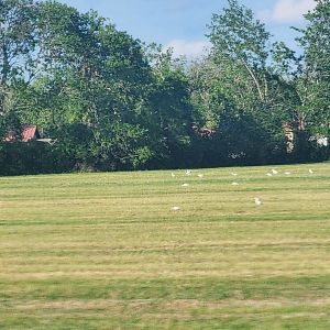 a large open grassy field with a mixed green and brown composition