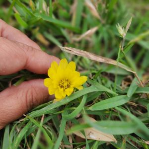 a small yellow flower growing in a lawn is being picked out by an adult's hand