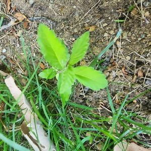 A small, new plant bursting through healthy soil.