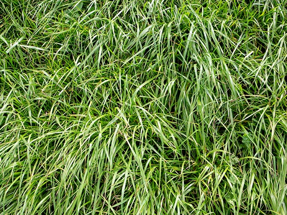 closeup of ryegrass