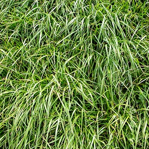 closeup of ryegrass